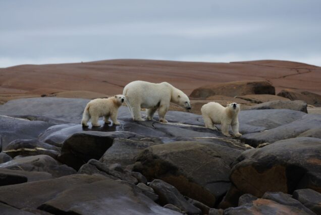 Canada Polar Bear Voyage | Birds, Bears & Belugas